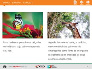 BIOLOGIA » CADERNO 1 » CAPÍTULO 1
                                                               Início   Voltar   Próximo




Uma borboleta possui asas delgadas     A girafa fraciona os pedaços da folha,
e simétricas, cujo batimento permite   cujos constituintes químicos são
seu voo.                               empregados como fonte de energia ou
                                       reorganizados na produção de seus
                                       próprios componentes.


      www.sejaetico.com.br                                                         9
 