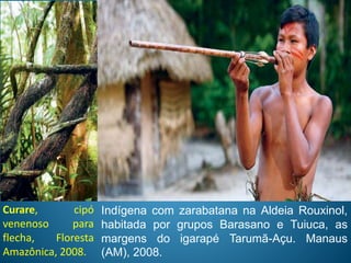 Indígena com zarabatana na Aldeia Rouxinol,
habitada por grupos Barasano e Tuiuca, as
margens do igarapé Tarumã-Açu. Manaus
(AM), 2008.
Curare, cipó
venenoso para
flecha, Floresta
Amazônica, 2008.
 