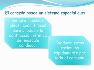 El corazón posee un sistema especial que:
Genera impulsos
eléctricos rítmicos
para producir la
contracción rítmica
del músculo
cardíaco.
Conducir estos
estímulos
rápidamente por
todo el corazón.