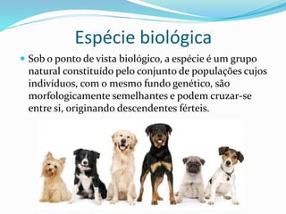 Espécie biológica
 Sob o ponto de vista biológico, a espécie é um grupo
natural constituído pelo conjunto de populações cujos
indivíduos, com o mesmo fundo genético, são
morfologicamente semelhantes e podem cruzar-se
entre si, originando descendentes férteis.
 