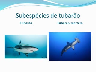 Subespécies de tubarão
Tubarão Tubarão-martelo
 