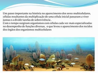 Um passo importante na história no aparecimento dos seres multicelulares,
células resultantes da multiplicação de uma célula inicial passaram a viver
juntas e a dividir tarefas de sobrevivência .
Com o tempo surgiram organismos com células cada vez mais especializadas
no desempenho de funções diversas, o que levou o aparecimento dos tecidos
dos órgãos dos organismos multicelulares
 