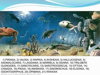 1) PIRANIA, 2) VAUXIA, 3) WAPKIA, 4) AYSHEAIA, 5) HALLUCIGENIA, 6)
ANOMALOCARIS, 7) LAGGANIA, 8) MARRELA, 9) ODARIA, 10) TRILOBITE
OLENOIDES, 11) SANCTACARIS, 12) SAROTROCERCUS, 13) OTTOIA, 14)
CANADIA, 15) PIKAIA, 16) AMISKWIA, 17) DINOMISCHUS, 18) ELDONIA, 19)
ODONTOGRIPHUS, 20) OPABINIA, 21) WIWAXIA
IMAGEM: COLD SPRING HARBOR LABORATORY PRES
 