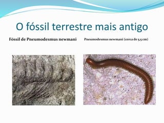 O fóssil terrestre mais antigo
Fóssil de Pneumodesmus newmani Pneumodesmus newmani (cerca de 5,5 cm)
 