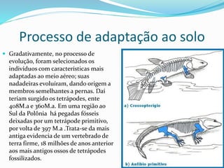 Processo de adaptação ao solo
 Gradativamente, no processo de
evolução, foram selecionados os
indivíduos com características mais
adaptadas ao meio aéreo; suas
nadadeiras evoluíram, dando origem a
membros semelhantes a pernas. Daí
teriam surgido os tetrápodes, ente
408M.a e 360M.a. Em uma região ao
Sul da Polônia há pegadas fósseis
deixadas por um tetrápode primitivo,
por volta de 397 M.a .Trata-se da mais
antiga evidencia de um vertebrado de
terra firme, 18 milhões de anos anterior
aos mais antigos ossos de tetrápodes
fossilizados.
 