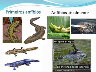 Primeiros anfíbios Anfíbios atualmente
 