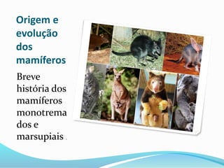 Origem e
evolução
dos
mamíferos
Breve
história dos
mamíferos
monotrema
dos e
marsupiais .
 
