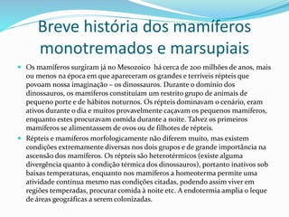 Breve história dos mamíferos
monotremados e marsupiais
 Os mamíferos surgiram já no Mesozoico há cerca de 200 milhões de anos, mais
ou menos na época em que apareceram os grandes e terríveis répteis que
povoam nossa imaginação – os dinossauros. Durante o domínio dos
dinossauros, os mamíferos constituíam um restrito grupo de animais de
pequeno porte e de hábitos noturnos. Os répteis dominavam o cenário, eram
ativos durante o dia e muitos provavelmente caçavam os pequenos mamíferos,
enquanto estes procuravam comida durante a noite. Talvez os primeiros
mamíferos se alimentassem de ovos ou de filhotes de répteis.
 Répteis e mamíferos morfologicamente não diferem muito, mas existem
condições extremamente diversas nos dois grupos e de grande importância na
ascensão dos mamíferos. Os répteis são heterotérmicos (existe alguma
divergência quanto à condição térmica dos dinossauros), portanto inativos sob
baixas temperaturas, enquanto nos mamíferos a homeoterma permite uma
atividade contínua mesmo nas condições citadas, podendo assim viver em
regiões temperadas, procurar comida à noite etc. A endotermia amplia o leque
de áreas geográficas a serem colonizadas.
 