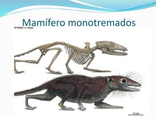 Mamífero monotremados
 
