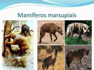 Mamíferos marsupiais
 