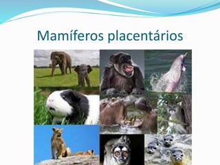 Mamíferos placentários
 