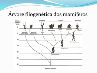 Árvore filogenética dos mamíferos
 