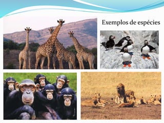 Exemplos de espécies
 