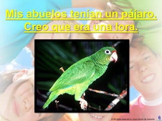 Mis abuelos tenían un pájaro.
   Creo que era una lora.




                    © All rights reserved to Joyce Bruhn de Garavito
 