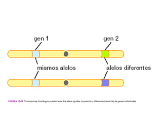 FIGURA 11-16 Cromosomas homólogos pueden tener los alelos iguales (izquierda) o diferentes (derecha) de genes individuales.
 