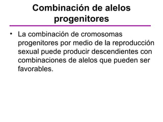 Combinación de alelos
         progenitores
• La combinación de cromosomas
  progenitores por medio de la reproducción
  sexual puede producir descendientes con
  combinaciones de alelos que pueden ser
  favorables.
 