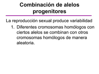 Combinación de alelos
         progenitores
La reproducción sexual produce variabilidad
  1. Diferentes cromosomas homólogos con
     ciertos alelos se combinan con otros
     cromosomas homólogos de manera
     aleatoria.
 