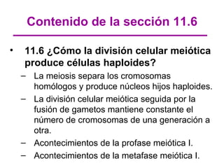 Contenido de la sección 11.6

•   11.6 ¿Cómo la división celular meiótica
    produce células haploides?
    – La meiosis separa los cromosomas
      homólogos y produce núcleos hijos haploides.
    – La división celular meiótica seguida por la
      fusión de gametos mantiene constante el
      número de cromosomas de una generación a
      otra.
    – Acontecimientos de la profase meiótica I.
    – Acontecimientos de la metafase meiótica I.
 