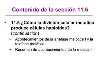 Contenido de la sección 11.6

•   11.6 ¿Cómo la división celular meiótica
    produce células haploides?
    (continuación)
    – Acontecimientos de la anafase meiótica I y la
      telofase meiótica I.
    – Resumen de acontecimientos de la meiosis II.
 