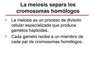 La meiosis separa los
      cromosomas homólogos
•   La meiosis es un proceso de división
    celular especializada que produce
    gametos haploides.
•   Cada gameto recibe a un miembro de
    cada par de cromosomas homólogos.
 
