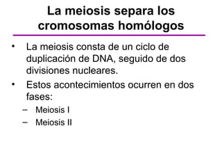 La meiosis separa los
       cromosomas homólogos
•   La meiosis consta de un ciclo de
    duplicación de DNA, seguido de dos
    divisiones nucleares.
•   Estos acontecimientos ocurren en dos
    fases:
    – Meiosis I
    – Meiosis II
 