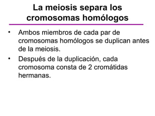 La meiosis separa los
      cromosomas homólogos
•   Ambos miembros de cada par de
    cromosomas homólogos se duplican antes
    de la meiosis.
•   Después de la duplicación, cada
    cromosoma consta de 2 cromátidas
    hermanas.
 