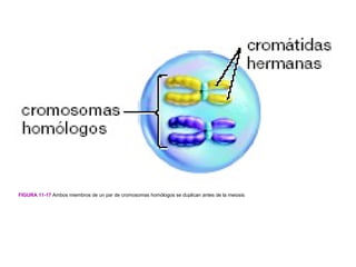 FIGURA 11-17 Ambos miembros de un par de cromosomas homólogos se duplican antes de la meiosis
 