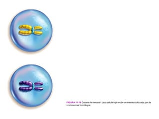 FIGURA 11-18 Durante la meiosis I cada célula hija recibe un miembro de cada par de
cromosomas homólogos
 
