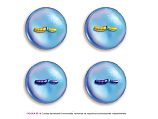 FIGURA 11-19 Durante la meiosis II cromátidas hermanas se separan en cromosomas independientes
 