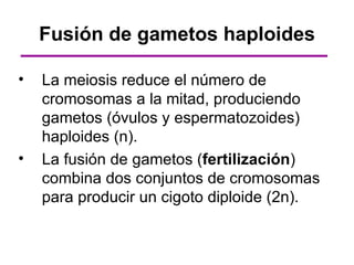 Fusión de gametos haploides

•   La meiosis reduce el número de
    cromosomas a la mitad, produciendo
    gametos (óvulos y espermatozoides)
    haploides (n).
•   La fusión de gametos (fertilización)
    combina dos conjuntos de cromosomas
    para producir un cigoto diploide (2n).
 