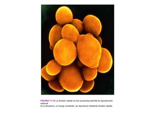 FIGURA 11-1b La división celular en los eucariotas permite la reproducción
asexual
b) La levadura, un hongo unicelular, se reproduce mediante división celular.
 