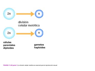 células
parentales                                          gametos
diploides                                           haploides




FIGURA 11-20 (parte 1) La división celular meiótica es esencial para la reproducción sexual
 