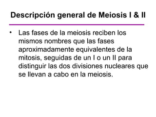 Descripción general de Meiosis I & II

• Las fases de la meiosis reciben los
  mismos nombres que las fases
  aproximadamente equivalentes de la
  mitosis, seguidas de un I o un II para
  distinguir las dos divisiones nucleares que
  se llevan a cabo en la meiosis.
 