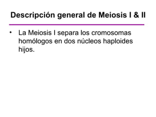 Descripción general de Meiosis I & II

• La Meiosis I separa los cromosomas
  homólogos en dos núcleos haploides
  hijos.
 