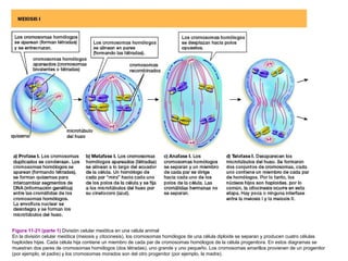 Figura 11-21 (parte 1) División celular meiótica en una célula animal
En la división celular meiótica (meiosis y citocinesis), los cromosomas homólogos de una célula diploide se separan y producen cuatro células
haploides hijas. Cada célula hija contiene un miembro de cada par de cromosomas homólogos de la célula progenitora. En estos diagramas se
muestran dos pares de cromosomas homólogos (dos tétradas), uno grande y uno pequeño. Los cromosomas amarillos provienen de un progenitor
(por ejemplo, el padre) y los cromosomas morados son del otro progenitor (por ejemplo, la madre).
 