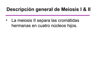 Descripción general de Meiosis I & II

• La meiosis II separa las cromátidas
  hermanas en cuatro núcleos hijos.
 