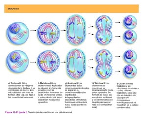 Figura 11-21 (parte 2) División celular meiótica en una célula animal
 