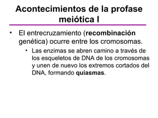 Acontecimientos de la profase
          meiótica I
• El entrecruzamiento (recombinación
  genética) ocurre entre los cromosomas.
    • Las enzimas se abren camino a través de
      los esqueletos de DNA de los cromosomas
      y unen de nuevo los extremos cortados del
      DNA, formando quiasmas.
 