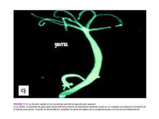 FIGURA 11-1c La división celular en los eucariotas permite la reproducción asexual
c) La Hydra, un pariente de agua dulce de la anémona marina, se reproduce haciendo crecer en un costado una réplica en miniatura de
sí misma (una yema). Cuando se desarrolla por completo, la yema se separa de su progenitora para vivir de forma independiente.
 
