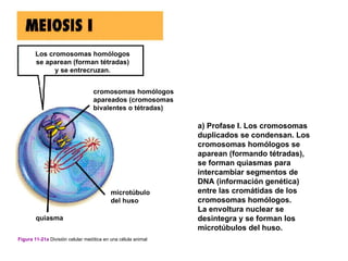 Los cromosomas homólogos
        se aparean (forman tétradas)
              y se entrecruzan.


                                  cromosomas homólogos
                                  apareados (cromosomas
                                  bivalentes o tétradas)

                                                               a) Profase I. Los cromosomas
                                                               duplicados se condensan. Los
                                                               cromosomas homólogos se
                                                               aparean (formando tétradas),
                                                               se forman quiasmas para
                                                               intercambiar segmentos de
                                                               DNA (información genética)
                                           microtúbulo         entre las cromátidas de los
                                           del huso            cromosomas homólogos.
                                                               La envoltura nuclear se
        quiasma                                                desintegra y se forman los
                                                               microtúbulos del huso.
Figura 11-21a División celular meiótica en una célula animal
 
