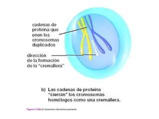 Figura 11-22b El mecanismo del entrecruzamiento
 