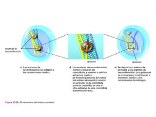 Figura 11-22c El mecanismo del entrecruzamiento
 
