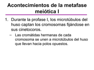 Acontecimientos de la metafase
           meiótica I
1. Durante la profase I, Ios microtúbulos del
   huso captan los cromosomas fijándose en
   sus cinetocoros.
  – Las cromátidas hermanas de cada
    cromosoma se unen a microtúbulos del huso
    que llevan hacia polos opuestos.
 