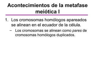 Acontecimientos de la metafase
           meiótica I
1. Los cromosomas homólogos apareados
   se alinean en el ecuador de la célula.
  – Los cromosomas se alinean como pares de
    cromosomas homólogos duplicados.
 