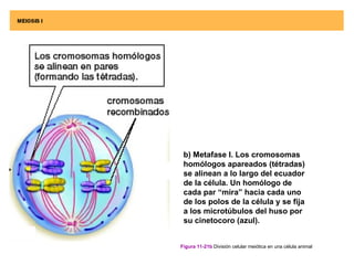 b) Metafase I. Los cromosomas
 homólogos apareados (tétradas)
 se alinean a lo largo del ecuador
 de la célula. Un homólogo de
 cada par “mira” hacia cada uno
 de los polos de la célula y se fija
 a los microtúbulos del huso por
 su cinetocoro (azul).


Figura 11-21b División celular meiótica en una célula animal
 