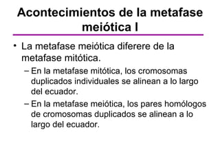 Acontecimientos de la metafase
          meiótica I
• La metafase meiótica diferere de la
  metafase mitótica.
  – En la metafase mitótica, los cromosomas
    duplicados individuales se alinean a lo largo
    del ecuador.
  – En la metafase meiótica, los pares homólogos
    de cromosomas duplicados se alinean a lo
    largo del ecuador.
 
