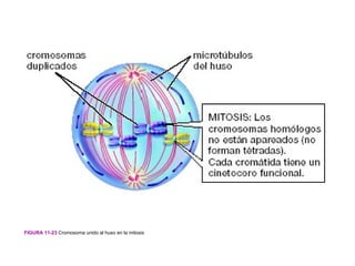 FIGURA 11-23 Cromosoma unido al huso en la mitosis
 