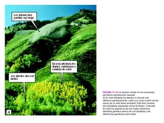 FIGURA 11-1d La división celular en los eucariotas
permite la reproducción asexual
d) En esta arboleda los álamos a menudo son
idénticos genéticamente; cada uno crece a partir de las
raíces de un solo árbol ancestral. Esta foto muestra
tres arboledas separadas cerca de Aspen, Colorado.
En otoño la apariencia de sus hojas muestra la
identidad genética dentro de una arboleda y las
diferencias genéticas entre éstas.
 