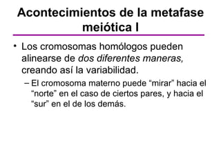 Acontecimientos de la metafase
          meiótica I
• Los cromosomas homólogos pueden
  alinearse de dos diferentes maneras,
  creando así la variabilidad.
  – El cromosoma materno puede “mirar” hacia el
    “norte” en el caso de ciertos pares, y hacia el
    “sur” en el de los demás.
 
