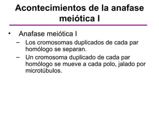 Acontecimientos de la anafase
             meiótica I
•   Anafase meiótica I
    – Los cromosomas duplicados de cada par
      homólogo se separan.
    – Un cromosoma duplicado de cada par
      homólogo se mueve a cada polo, jalado por
      microtúbulos.
 
